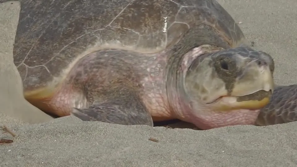 Milhares de tartarugas-oliva tomam praia para desova no México