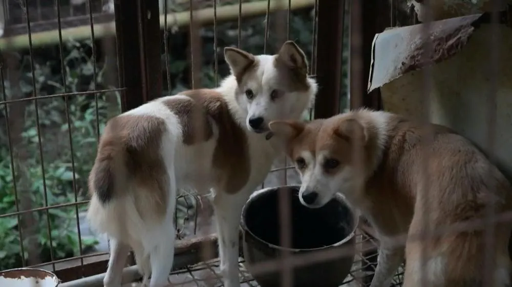 Cães resgatados em meio à contagem regressiva para concessão de carne na Coreia do Sul