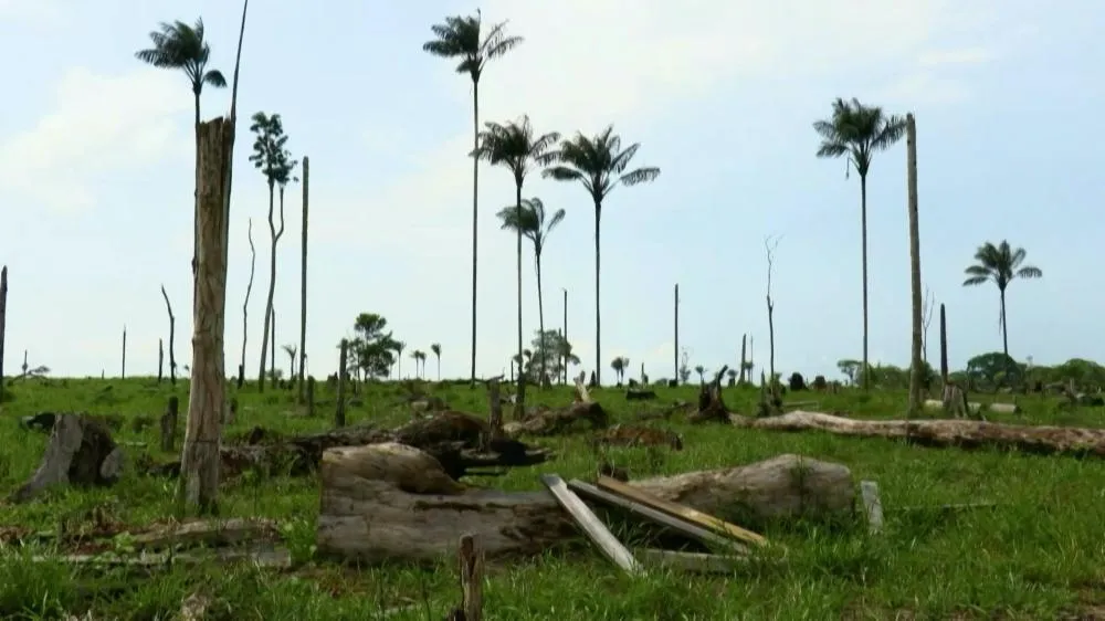 O desmatamento global caiu 15% em 2025, com destaque para a América Latina.