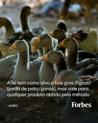AGENCIA FRANS PRESS